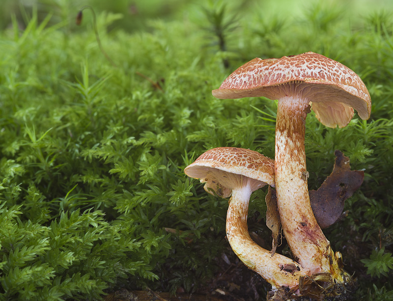 Cortinarius bolaris